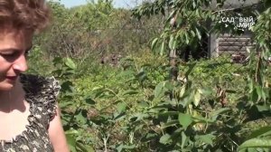 Как вырастить черешню. Формировка по типу Испанский куст ЧАСТЬ 2