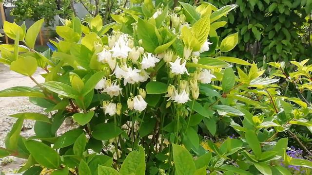 Сад 12 мая 2023 года. смотреть онлайн