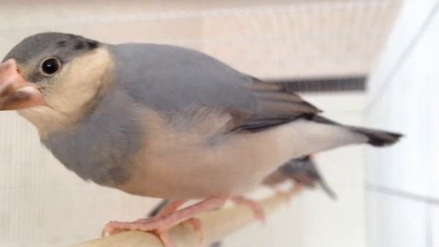 Young Java finch gets close смотреть онлайн
