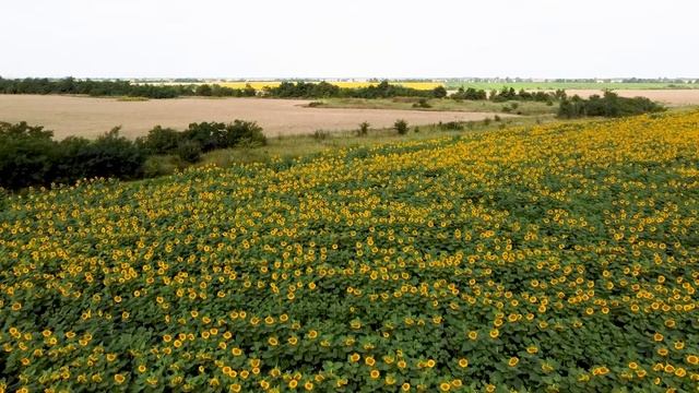 Relax video. Sunflowers aerial view. Подсолнухи с высоты птичьего полета. смотреть онлайн