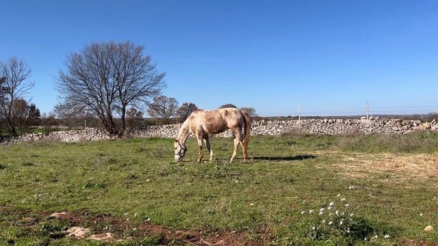 🌲Экономный 2024🌲ДЕНЬ 24,25/366 🌲#экономлю #выживание #живуна #планирование #цели смотреть онлайн