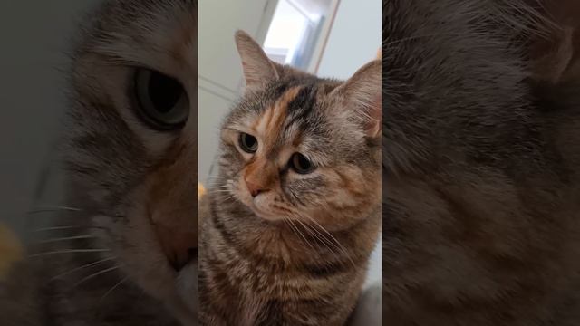 грустный котик😿