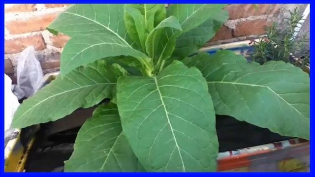 Beneficios del Tabaco Planta Medicinal Infecciones de la Piel смотреть онлайн