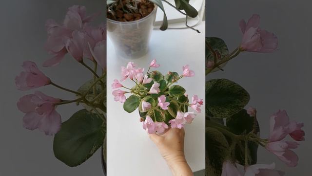 фиалка Н-Паутинка смотреть онлайн