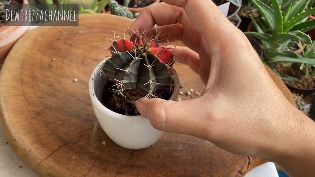 How to repotting gymnocalycium variegata смотреть онлайн