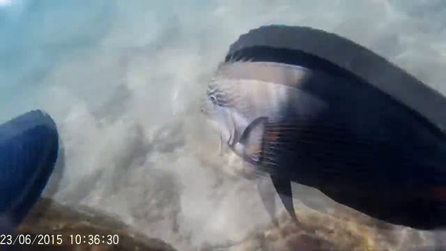 Рыба хирург атакует человека)) смотреть онлайн