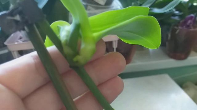 Моя орхидейка Лиодоро.🐣🐣🐣🐣 смотреть онлайн