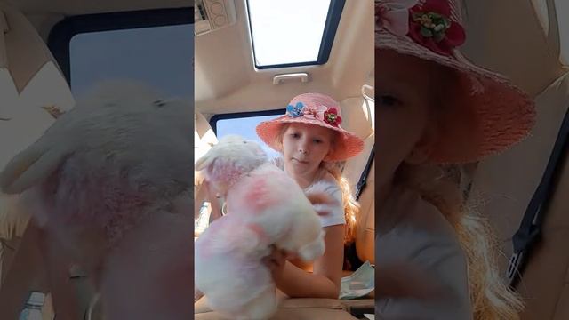 Обзор альпаки смотреть онлайн
