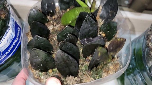 Каталог черенков пеларгоний, листья замиокулькаса Зензи и Равен, Адениум смотреть онлайн