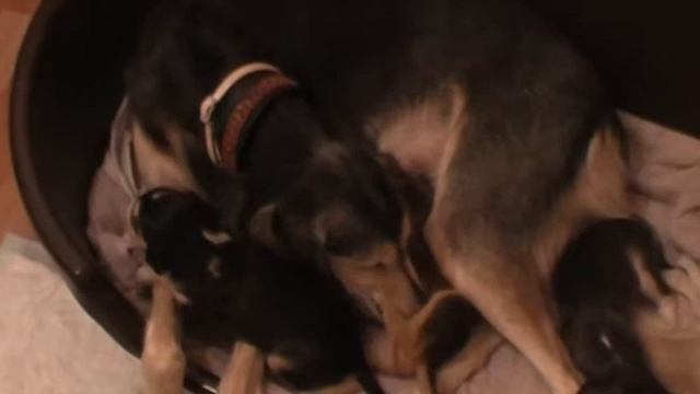 Щенки салюки (Saluki puppies 20111127_04) смотреть онлайн