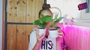 КАК ВЫРАСТИТЬ МАРАКУЙЮ В ДОМАШНИХ УСЛОВИЯХ??? И ЧТО СЛУЧИЛОСЬ С МАНГО???