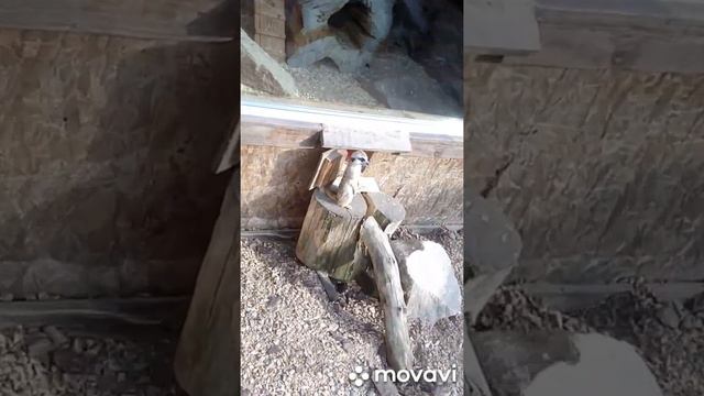 Бердянск)) Зоопарк "Сафари" 24.05.2020))) смотреть онлайн