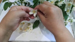 Чай из жасмина - полезно и вкусно! Спешите собрать!