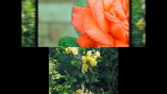 Розы / Rose.avi смотреть онлайн