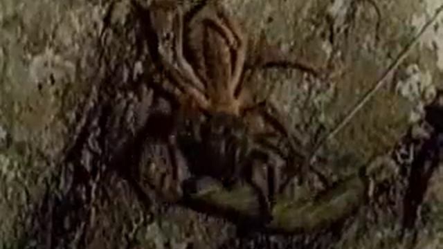 Охота фаланги.wmv смотреть онлайн