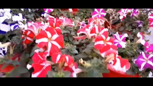 PETUNIA FLOWER PLANT смотреть онлайн