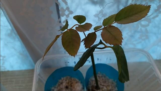 #Я#дома,#обзор#растюшек на #лоджии. смотреть онлайн