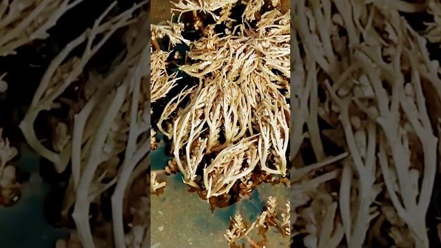 Dead To Alive Plant #100yearsdead #biologyclass12 #selaginella