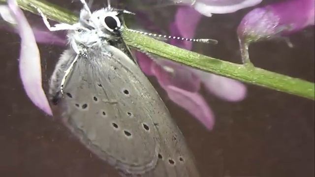 ИНСЕКТАРИЙ: 302. Голубянка Малая (Cupido minimus) смотреть онлайн