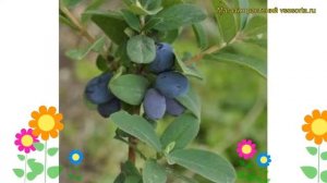 Жимолость съедобная Блю Велвет. Краткий обзор, описание характеристик lonicera edulis Blue Velvet