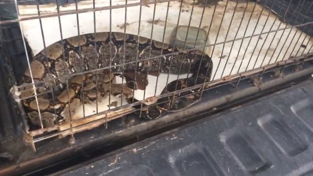 Bothrops Asper snake ate my bunny смотреть онлайн