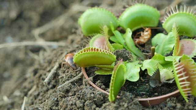 A Large Venus Flytrap VS a Cockroach смотреть онлайн