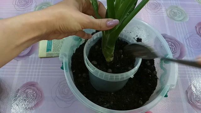 Два новичка с неприятным осадком🌱Обработка от жуков🌷Пересадка🌱Грунт🌷Подбор горшка по корневой🌷 смотреть онлайн