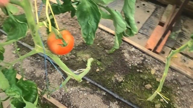 ? Томат Рафинад F1