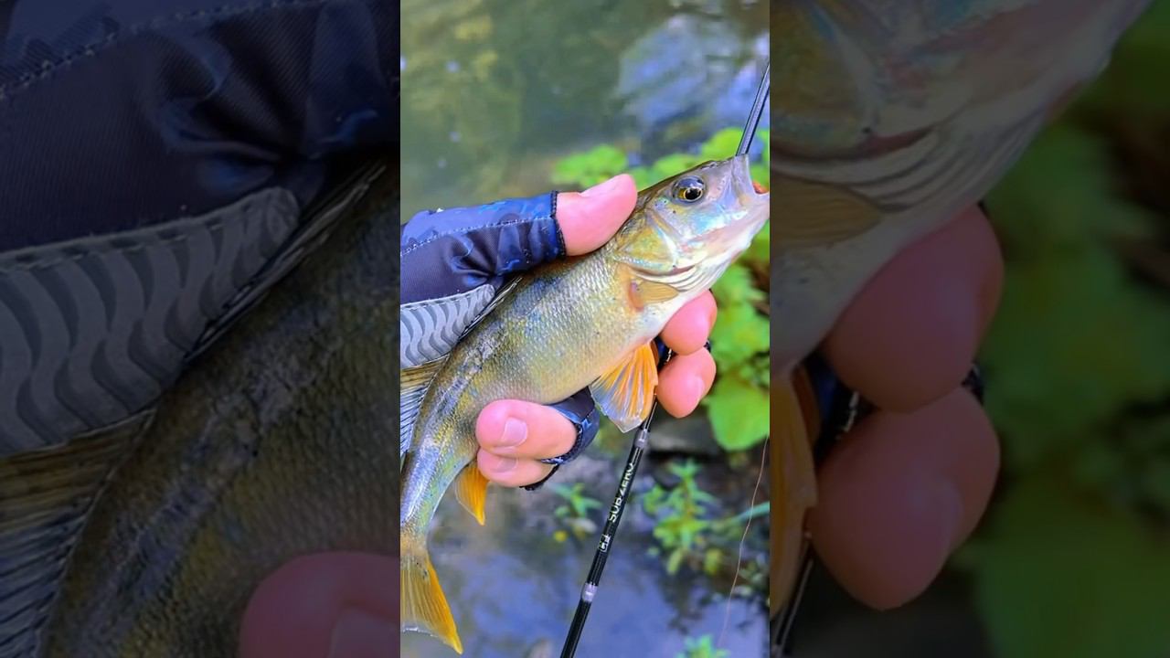 #рыбалка #мормышинг смотреть онлайн