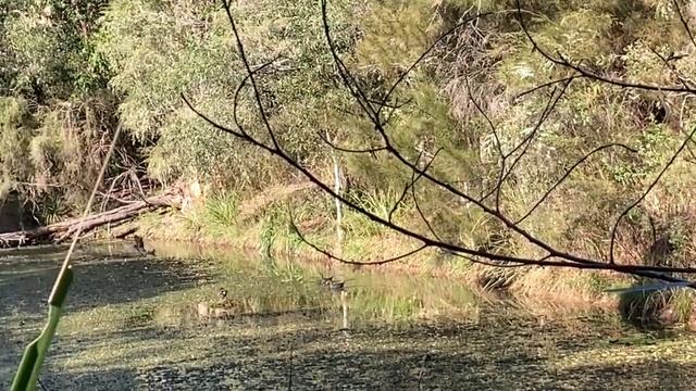 Австралийский Дракон, Водяные Курочки, Фитонциды, Как Люди Живут в Австралии смотреть онлайн