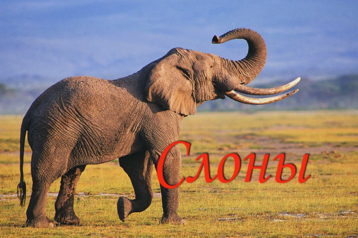 Слоны смотреть онлайн