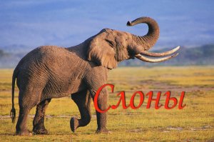 Слоны