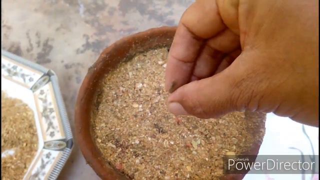 48.How to Grow Petunia from Seed in Cocoapeat .Alternative of coco peat смотреть онлайн