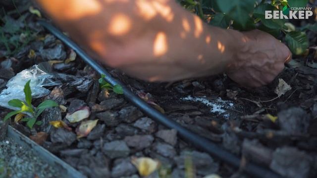 Как ухаживать за розами летом? (Подкормка, уход, болезни)