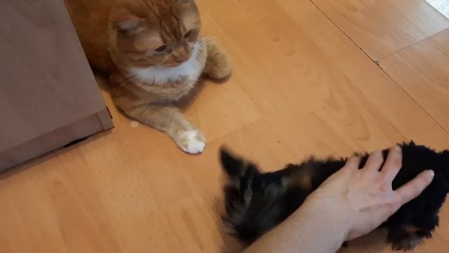 ЙОРК ЩЕНОК 2 МЕСЯЦА?/YORK PUPPY 2 MONTHS OLD? смотреть онлайн