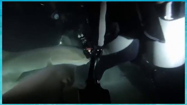 Maldives Scuba Diving Trip with Night Diving смотреть онлайн