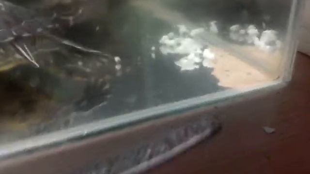 Кормление черепах смотреть онлайн