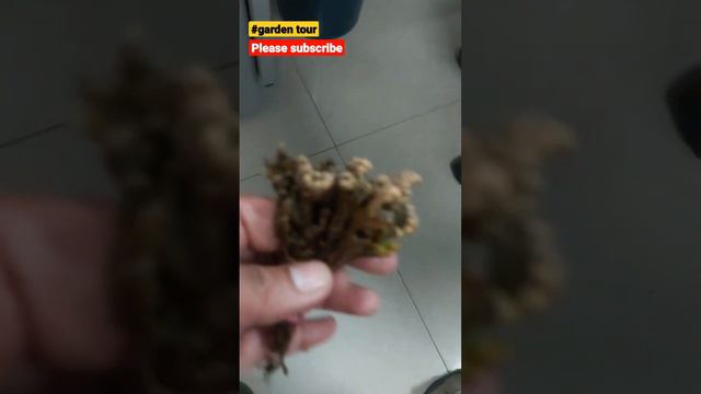 sanjeevani booti plant #frosty fern plant #selaginella bryopteris #fern plant #sanjeevani#sanjeevni смотреть онлайн