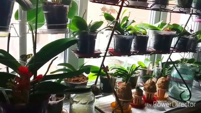 Полив зимой. Трудности с выживанием орхидей зимой.