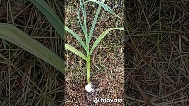 НАСТОЯЩИЙ ЧЕСНОК РОКАМБОЛЬ ВЫГЛЯДИТ ТАК // ВАЦАП ДЛЯ ЗАКАЗА КАТАЛОГА 8-915-245-81-59 ПИСЬМЕННО смотреть онлайн