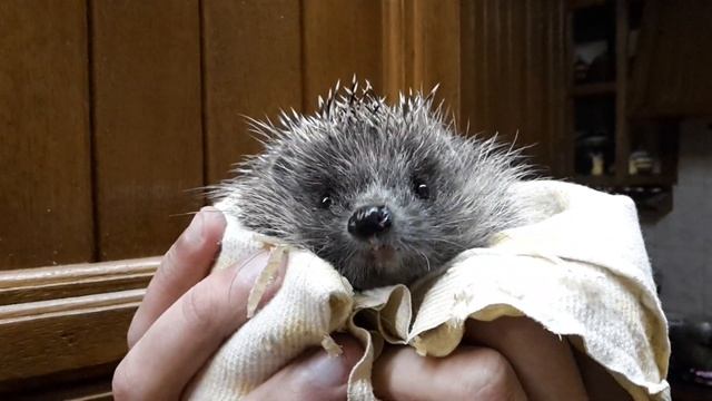 ЁЖИК смотреть онлайн