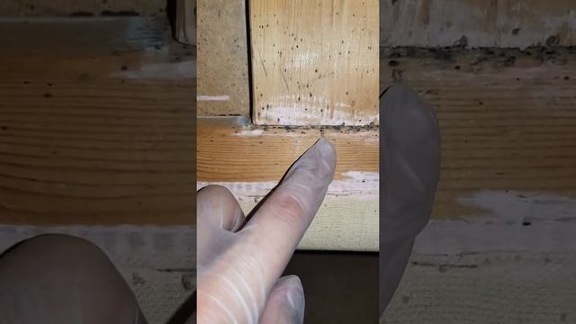 Обработка от клопов. какую мебель спасли и какую спасти уже нельзя смотреть онлайн