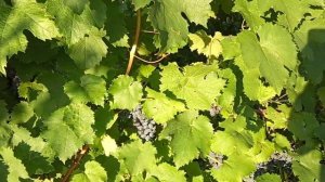 Сорт винограда Денисовский.