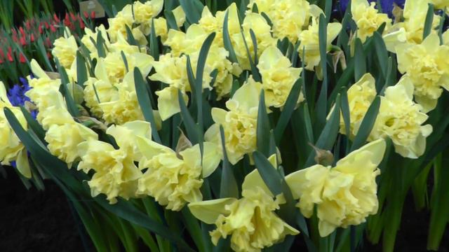 Narcissus - 