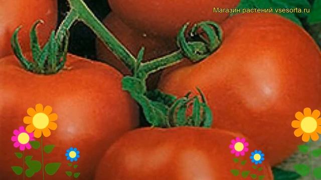 Томат обыкновенный Дачник. Краткий обзор, описание характеристик, где купить саженцы, семена Dachni смотреть онлайн