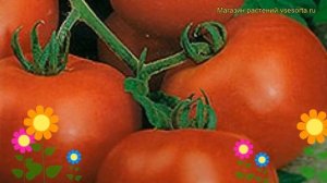 Томат обыкновенный Дачник. Краткий обзор, описание характеристик, где купить саженцы, семена Dachni