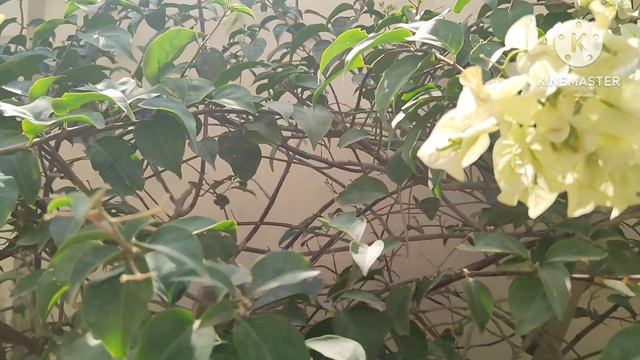 A Visual Symphony in White, Unveiling the Timeless Beauty: White Bougainvillea in Full Bloom смотреть онлайн