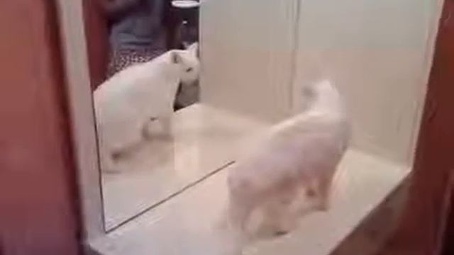 8. Очень злая кошка, кошке не нравится собственное отражение в зеркале смотреть онлайн
