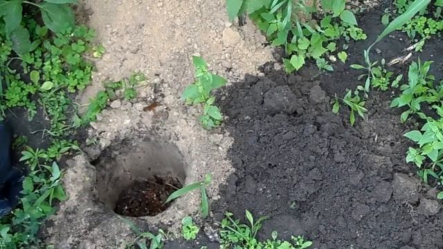 Как легко избавится от туалетных отходов на даче смотреть онлайн