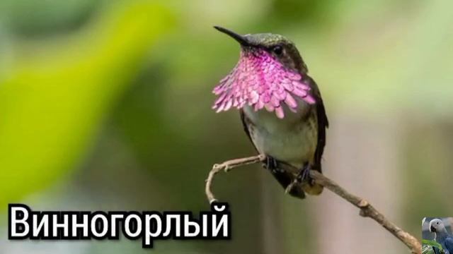 Колибри-селасфорусы (лат. Selasphorus) смотреть онлайн